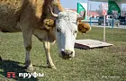 Жителей Башкирии предупредили о карантине из-за бешенства 