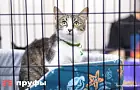 3 типа владельцев, с которыми кошка не будет чувствовать себя комфортно