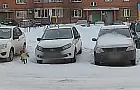 В Башкирии любопытная лиса прогуливалась среди многоэтажек