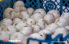 Грибы в Башкирии продают за эту сумму: сколько вы потратите теперь?