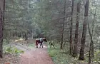 Медведь вышел к людям на Кубке России по лыжероллерам