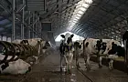 Граница на замке: Россия экстренно ввела жесткий запрет на ввоз мяса, молока и даже кормов из-за вспышки опасного вируса