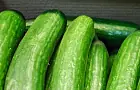 Как нельзя подкармливать огурцы: лишитесь урожая 