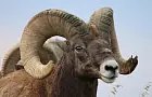 В Башкирии рабочая неделя сократится из-за Курбан-байрама: как изменится график и отдых
