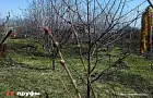 Этот признак − мой главный ориентир: как за полминуты понять, что саженец качественный