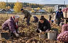 Башкиры не сажали овощи в огородах до 1917 года. Как земледелие проникало в башкирское общество в СССР