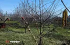 Черенки гниют в стакане: назван метод, который дает мощные корни 