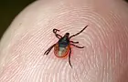 Раскрыта группа крови, которую больше всего любят клещи