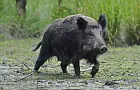 В Уфе рассказали об африканской чуме свиней и судьбе диких кабанов