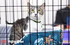 Почему коты – главные в доме? Как питомцам удалось захватить власть в доме