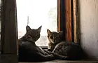 Как объяснить кошке, что вам больно, на ее языке