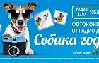 Определены 9 лучших собак года