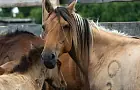Культура воровства лошадей существовала в Башкирии до 1917 года. Почему конокрадство не считалось злом