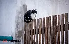 Что цвет шерсти вашей кошки может рассказать о ее характере: секреты характера домашнего любимца — узнали ученые