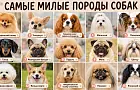 Самые милые породы собак: опубликован топ-15