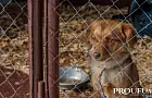 300 собачьих душ и несколько пар рук: почему в Башкирии до сих пор нет постоянного приюта для бездомных животных