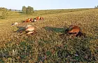 В Башкирии молнией насмерть повалило табун лошадей