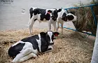 Почти легенды Башкирии: эта порода коров дает двойные удои — захотелось разводить сразу 
