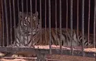 Руководство зоопарка-призрака в Уфе может ждать реальный тюремный срок