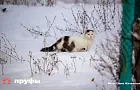 5 вещей, которые нельзя прощать кошке, чтобы она не обнаглела