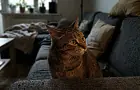 Почему кошки реагируют на «кс-кс-кс»: объяснение специалистов