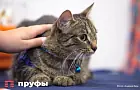 Что скрывают подушечки кошачьих лап: раскрываем секреты характера и поведения животных
