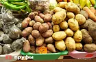 Когда точно нужно копать картофель: опытные огородники смотрят не на календарь 