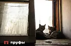 Чувствуют ли уличные кошки благодарность к хозяевам и помнят ли свое прошлое