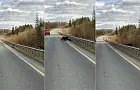 «Медведь – козел!». Башкирию поразило видео, где медведь прямо на трассе на глазах у лосихи задрал ее лосёнка
