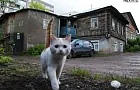Уфа вошла в число самых «дружелюбных» городов для арендаторов с животными
