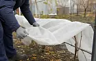 Как укрыть новый саженец винограда на зиму: совет дачника 