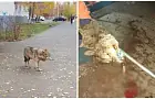 Бедный волчок. Как на самом деле ловили хищника в Уфе, и кто действительно виноват в его смерти