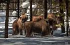 Вслед за Башкирией: в нижегородских лесах поселят огромных зверей