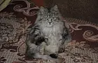 Скучают ли кошки по хозяевам: что выяснили учёные о привязанности домашних питомцев