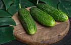 Этот сорт — мечта для любого дачника: плоды этого огурца вырастут даже в Сибири