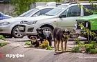«Деньги выделяются, отлов не производится»: мэр Уфы бьет тревогу из-за бродячих собак