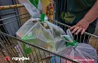 Блины, веселье и традиции — когда начнется Масленица