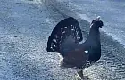 Глухари вышли на сельские дороги Башкирии