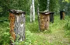 В Башкирии увеличат производство бортевого меда