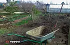 Календарь садовода на июнь: дни, когда растения лучше не трогать