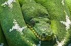 Загадочные змеи атакуют жителей Башкирии