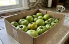 Зеленые помидоры покраснеют за считанные дни: что положить в коробку