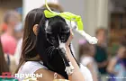 Тихие знаки доверия: как понять, что кошка приняла нового хозяина 