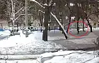 «Откуда столько жестокости»: в Уфе живодер душил намордником кота и бросал его по сугробам