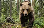 Можно ли убежать от медведя в дикой природе: что нам говорят зоологи