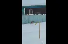 По деревне Башкирии гуляла рысь
