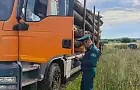 Деревья на 21 млн рублей вырубили в Дуванском районе