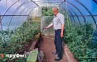 До конца мая некоторые теплицы придется убрать: новые требования для владельцев участков