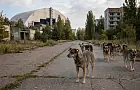 Собаки в Чернобыле разделились на генетические группы: ученые обнаружили неожиданную особенность
