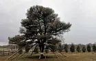 «Обнять дерево – 100 рублей» – необычные услуги предлагают у знаменитых Кужановских лиственниц